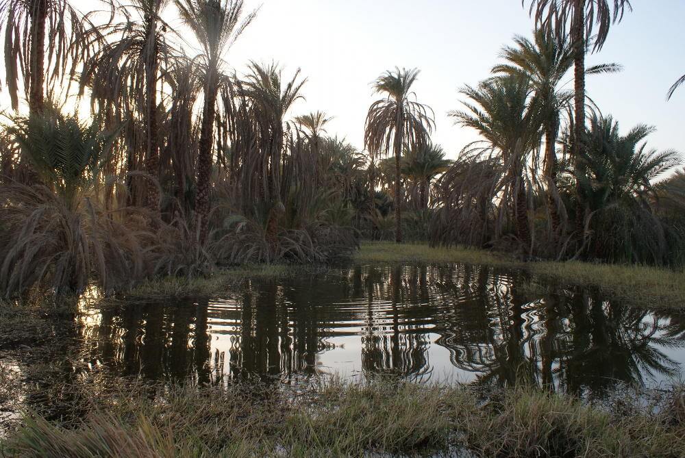 Flooded orchard in Fares, Aswan